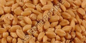 Sharbati Wheat Seeds