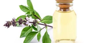 Tulsi Oil