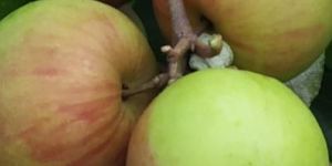 Kashmiri Apple Ber Plant