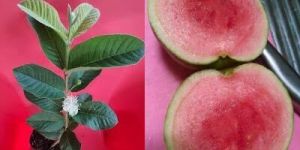Red Diamond Guava Plant