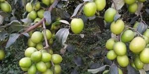 Thai Green Apple Ber Plant