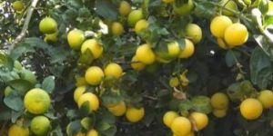 Tissue Culture Kagzi Lemon Plant