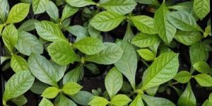 Tissue Culture Teak Plant