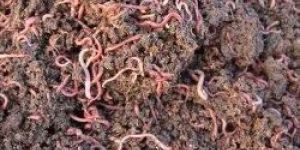Earthworm Vermicompost