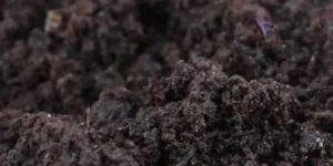 Natural Vermicompost