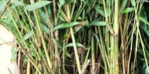 Balcooa Rhizomes Plants