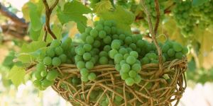 Grapes Plant