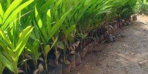 Hybrid Areca Nut Plant