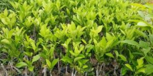 Valencia Orange Plant