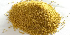 Foxtail Millet
