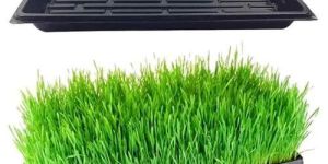 Plastic Hydroponic Tray