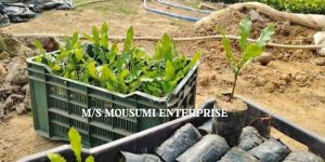 Whole Macadamia Nuts Plant