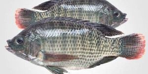 Fresh Tilapia Fish