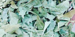 Neem Leaves