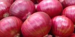 Fresh Red Onion