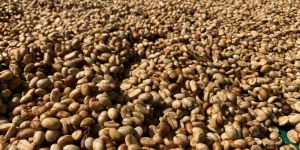 Raw Coffee Beans
