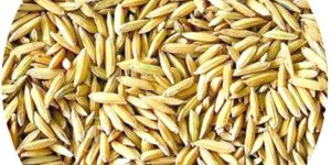 Paddy Seed
