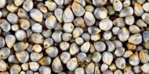 Pearl Millet Seeds