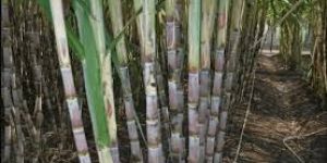 Sugar Cane