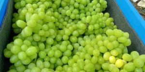 Fresh Green Grapes