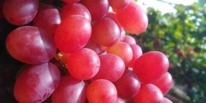 Fresh Red Globe Grapes