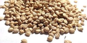 Sarpagandha Seeds