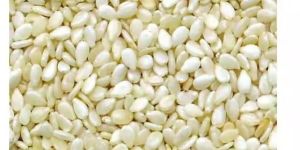 Sesame Seed