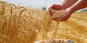 Certified Wheat Grain