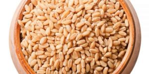 Foundation Wheat Grain
