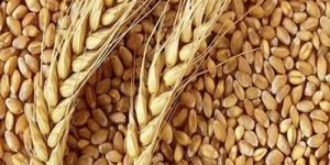 Mill Quality Wheat Grain