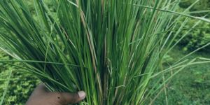 Vetiver Grass Hybrid Type