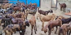 Cutting Goat Farming