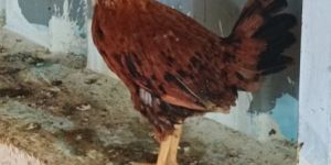 Multicolor Sonali Chicks