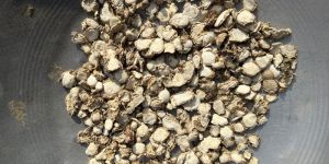 Kapur Kachri(Zeodoary Roots)