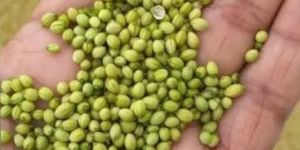 Extra Green Coriander Seeds