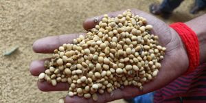 Soybean Seeds