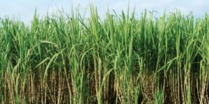 Sugarcane Plant