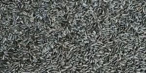 Dried Niger Seeds