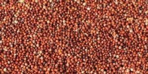 Unpolished Ragi Seeds