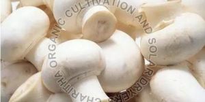 Fresh Organic Mushroom