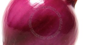 Fresh Organic Red Onion