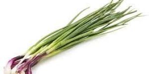 Fresh Spring Onion