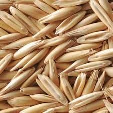 Oat Seeds