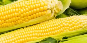 Sweet Corn