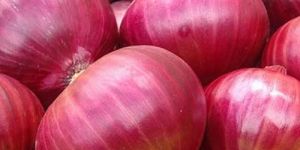 Fresh Pink Onion
