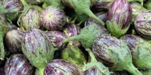 Fresh Brinjal