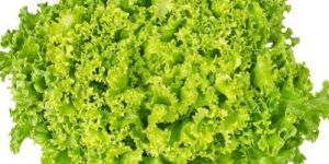 Fresh Green Lettuce