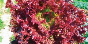 Fresh Red Lettuce