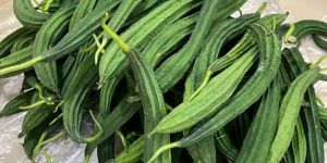 Fresh Ridge Gourd