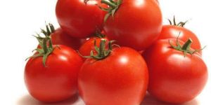 a Grade Fresh Tomato